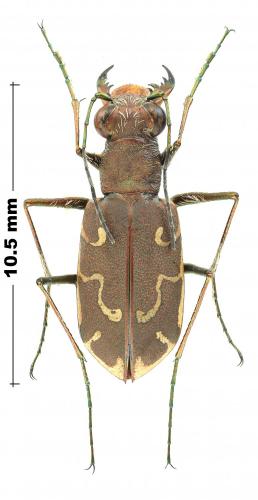 Réf. 244 106 : Cylindera mixtula